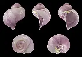 Jathina globosa shells