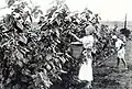 Japanese immigrants with silkworm breeding