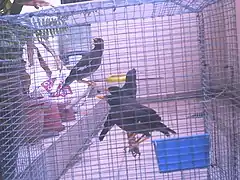 A captive housed with a Javan myna