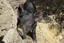 A black-haired piglet