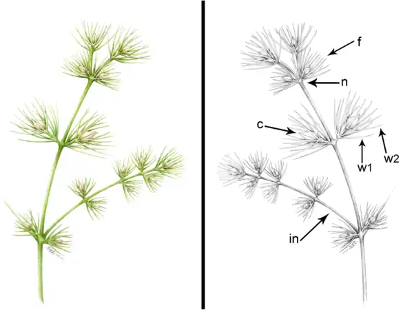 Jianchangia, showing chlamydosperms (C) and ovulate cone (F)