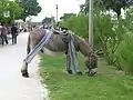 Âne en culotte donkey at Saint-Martin-de-Ré.