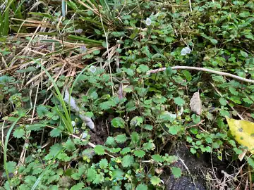 Jovellana repens's growth form