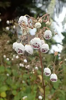 Full inflorescence