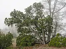 Juniperus californica