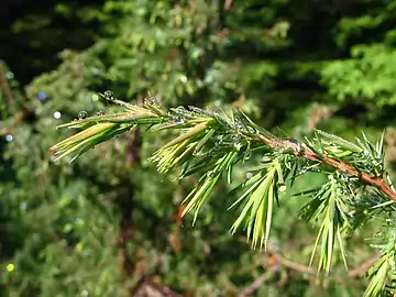 Young shoots, Malá Fatra