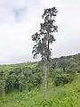 East African juniper, northern Tanzania