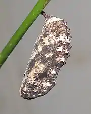 Pupa