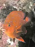 Juvenile Garibaldi, Catalina Island