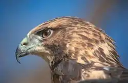 Swainson's hawk