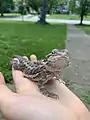 3-month-old bearded dragon