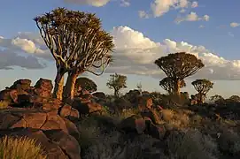 Quiver Tree Forest near Keetmanshoop, Namibia, in the evening.