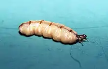 Image 30Mature queen of a termite colony, showing how the unsclerotised cuticle stretches between the dark sclerites that failed to stretch as the abdomen grew to accommodate her ovaries (from Arthropod exoskeleton)