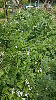 Close up of plants