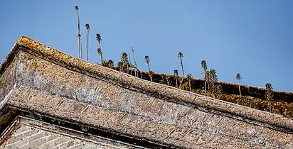 Mother of millions finding refuge in Dapeng Fortress, Shenzhen