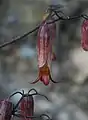 Closeup of flowers