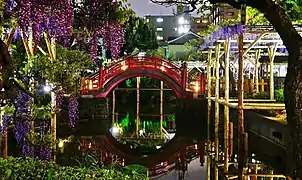 Wisteria blossoms at the Kameido Tenjin Fuji Matsuri