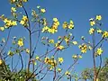 Cochlospermum fraseri deciduous when flowering