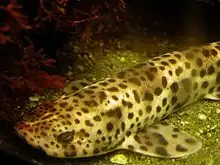 Photo of a nursehound, a small yellow shark with many large dark spots and a rounded head, resting on the bottom