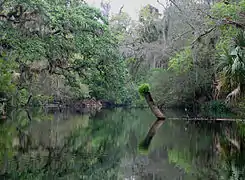 On the Hillsborough River near Lettuce Lake Park