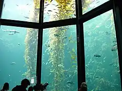 To withstand the extreme water pressure, this 10-meter deep Monterey Bay Aquarium tank has windows made of acrylic glass up to 33 cm thick.