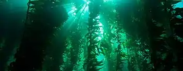 Image 50Giant kelp is a foundation species for many kelp forests. (from Marine food web)