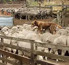 Kelpie walking across the backs of sheep