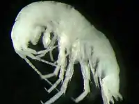 Stygobromus heteropodus, commonly called Pickle Springs amphipod, is a phreatobite species of amphipod in family Crangonyctidae