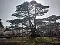 Neagari-no-matsu (pine with raised roots)