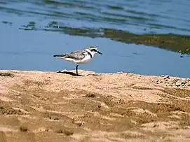 Kentish plover, Charadrius alexandrinus