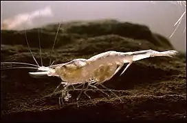 An individual of the species Palaemonias ganteri, also known as the Kentucky cave shrimp. This species is endemic to this cave system.