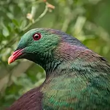 head of bird with green and purple feathers