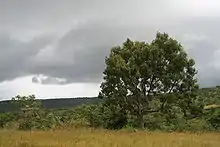 Khaya senegalensis near Mount Tenakourou