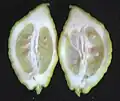 Cross section of Balady citron