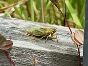 Lateral view