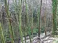 Kip Water in Dunrod Glen