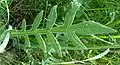 basal leaf - note that in this species it is lobed, whereas Devils Bit scabious it is not