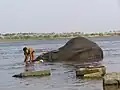 Mahudeswarar Temple elephant