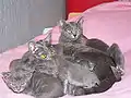 Female Korat cat with a litter of kittens