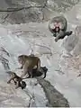 baboons