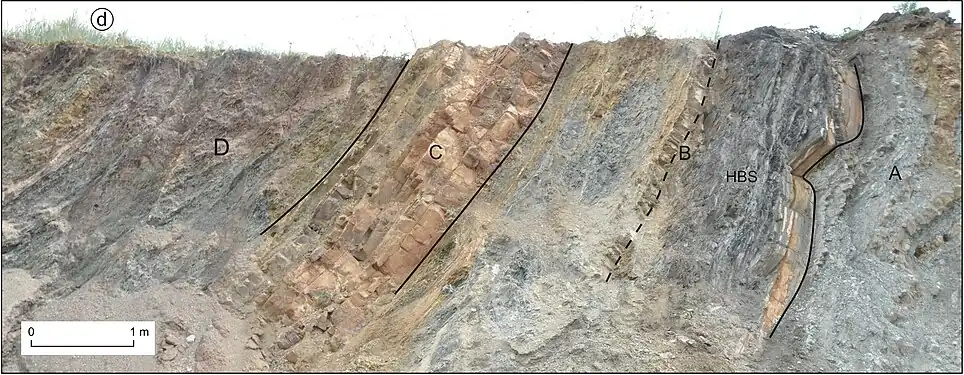 The Hangenberg succession at Kowala Quarry in Poland:A – cephalopod-rich nodular limestone (equivalent to Wocklum Limestone)B – marly shale, including the Hangenberg Black Shale (HBS) at its baseC – marly limestone (equivalent to Stockum Limestone)D – marls and limestones (equivalent to Stockum Limestone and later units)