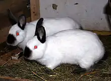 Californian rabbits"Standard" color variety(recognized by ARBA)