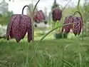 Fritillaria meleagris