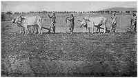 An "ethnographic" photograph from 1916 showing Kurmi farmers, both men and women, sowing a field