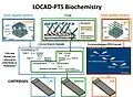 Enzyme Cascades for all three types of LOCAD-PTS Cartridge.