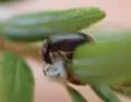 Adult L. nigrinus feeding on A. tsugae