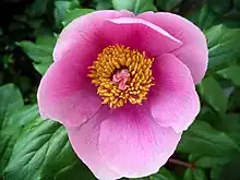 Paeonia of Gennargentu