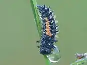 Ladybird larva