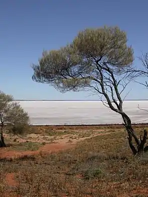 The dry lake and shore of Lake Hart, an endorheic desert lake in South Australia.