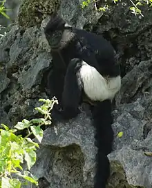 Trachypithecus delacouri